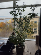 Пересадка каламондина 2,5 м