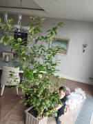 Пересадка каламондина 2,5 м