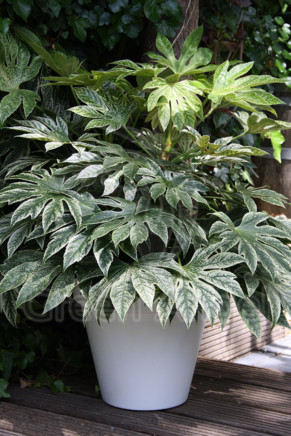 Greenis_fatsia.jpg