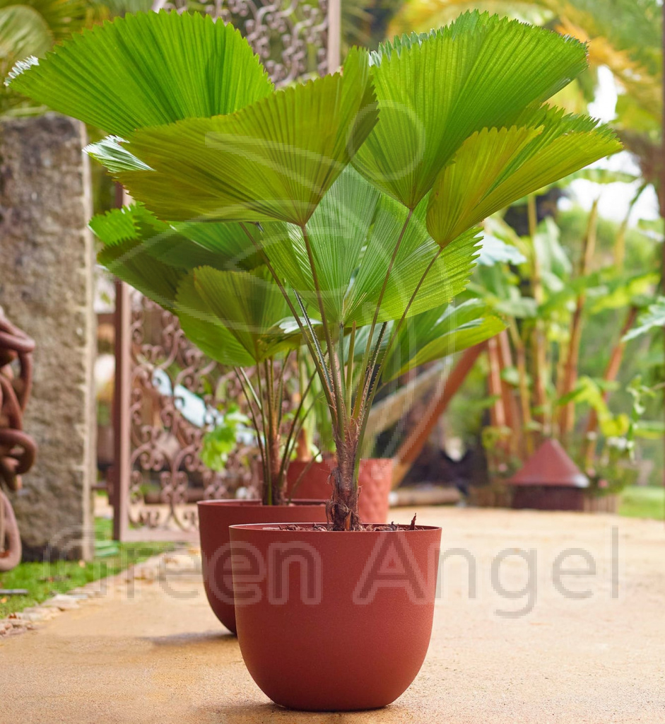 plastic-pot-recyclable-planter-texture-clay-1 — копия.jpg