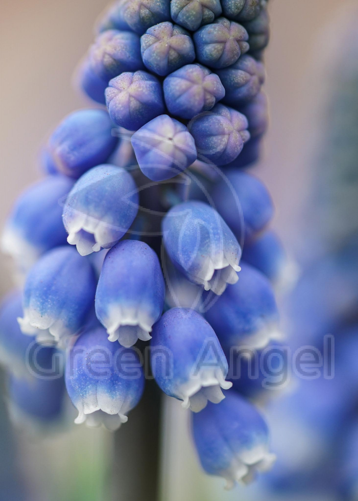 Muscari-Hogervorst-1.jpg
