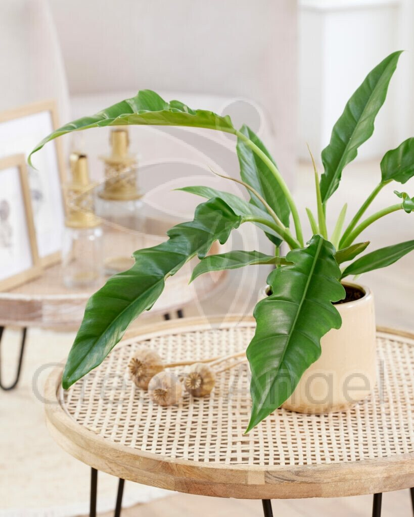 Philodendron Narrow в кашпо.jpg