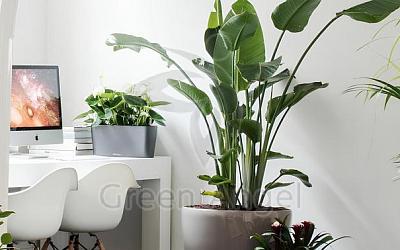 Стрелиция Николая - скидка 20%