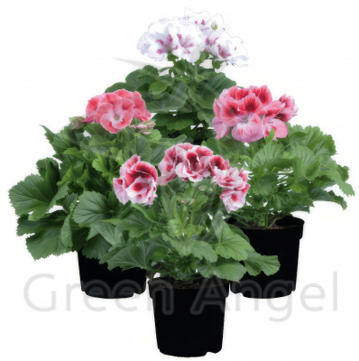 Пеларгония Грандифлора / Герань крупноцветковая, королевская